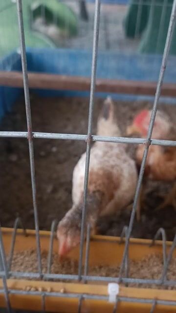 Gà tre nhiều màu. Mua bán Gà tại Huyện Long Hồ Vĩnh Long được đăng bởi Hoàng Nghĩa  hình 1