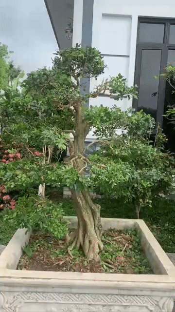 Tùng la hán. Mua bán Cây cảnh, đồ trang trí tại Thành phố Thái Bình Thái Bình được đăng bởi Hoang Hai hình 1