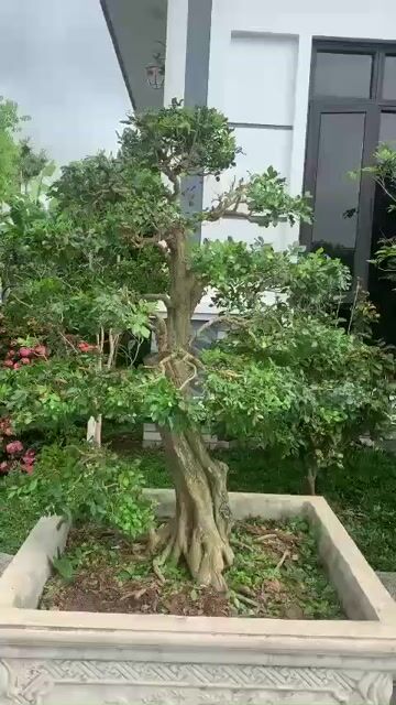 Tùng la hán. Mua bán Cây cảnh, đồ trang trí tại Thành phố Thái Bình Thái Bình được đăng bởi Hoang Hai hình 1