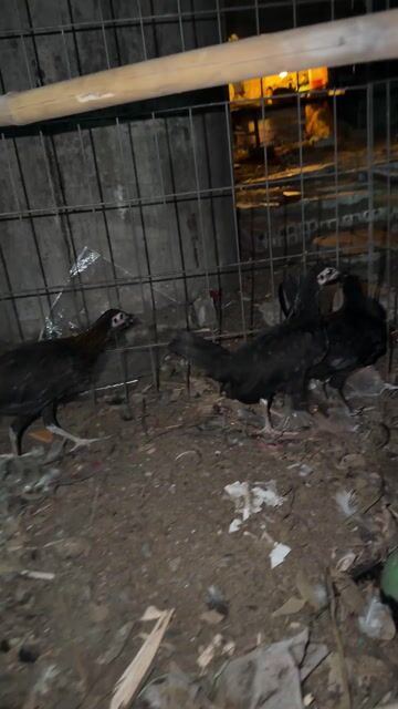 Gà mái Cuban Butcher 2-3 tháng 4 con. Mua bán Gà tại Quận Bình Tân Tp Hồ Chí Minh được đăng bởi Gà đá Sài Gòn hình 1
