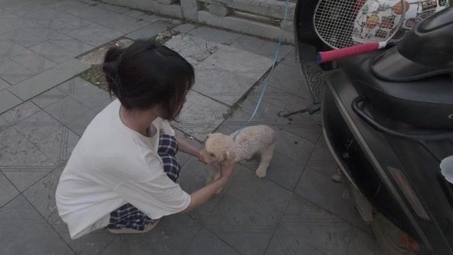 Chó Poodle 1 tuổi. Mua bán Chó tại Huyện Thạch Thất Hà Nội được đăng bởi tiến hình 1