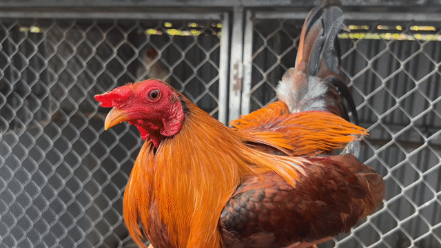 Gà Tre Sil Máu lửa 1kg. Mua bán Gà tại Huyện Long Phú Sóc Trăng được đăng bởi Farm Gà đá ST  hình 1