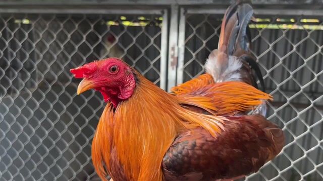 Gà Tre Sil Máu lửa 1kg. Mua bán Gà tại Huyện Long Phú Sóc Trăng được đăng bởi Farm Gà đá ST  hình 1