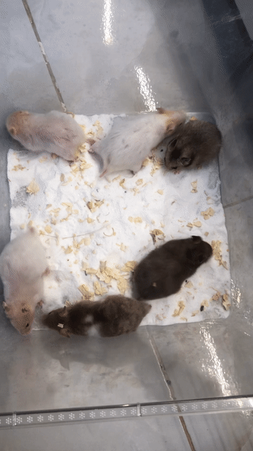 Chuột Hamster Bear. Mua bán Thú cưng khác tại Quận Cái Răng Cần Thơ được đăng bởi Hammie Heamster hình 1