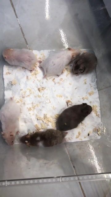 Chuột Hamster Bear. Mua bán Thú cưng khác tại Quận Cái Răng Cần Thơ được đăng bởi Hammie Heamster hình 1
