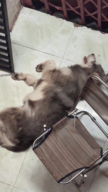 Chó Alaskan đực Nâu trắng. Mua bán Chó tại Quận Bình Tân Tp Hồ Chí Minh được đăng bởi Hồ Bảo Nhi hình 1