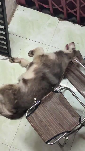 Chó Alaskan đực Nâu trắng. Mua bán Chó tại Quận Bình Tân Tp Hồ Chí Minh được đăng bởi Hồ Bảo Nhi hình 1