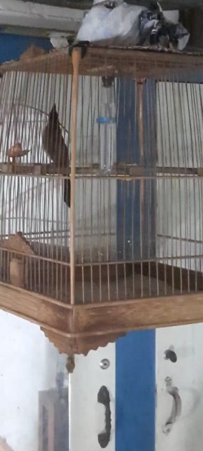 Chim chào mào đực. Mua bán Chim tại Quận Gò Vấp Tp Hồ Chí Minh được đăng bởi C V hình 1