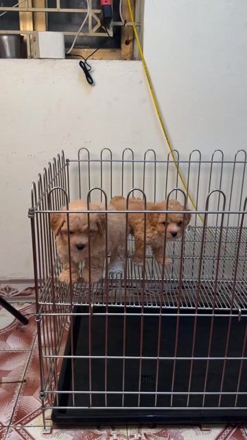 Chó Poodle nâu vàng 2 tháng đã tiêm. Mua bán Chó tại Quận Hoàng Mai Hà Nội được đăng bởi cậu bé yêu cún hình 1