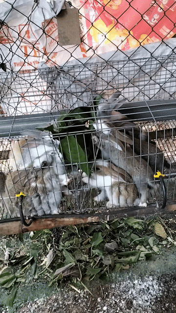 Thỏ con màu. Mua bán Thú cưng khác tại Huyện Trảng Bom Đồng Nai được đăng bởi Ngon Huu hình 1