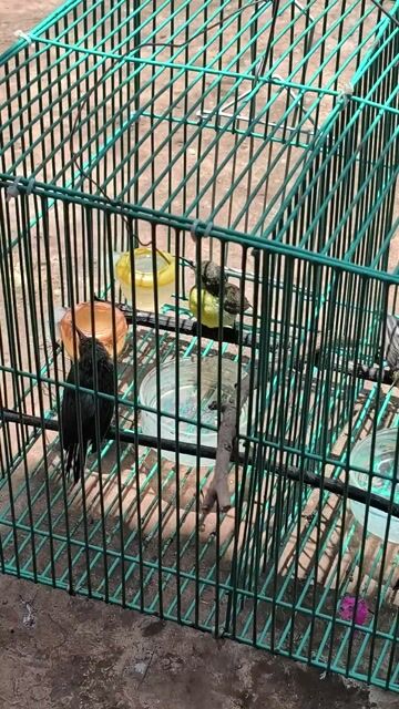Chim hút mật Đen, Xanh lá chưa ăn cám. Mua bán Chim tại Thị Xã Buôn Hồ Đắk Lắk được đăng bởi Vy An hình 1