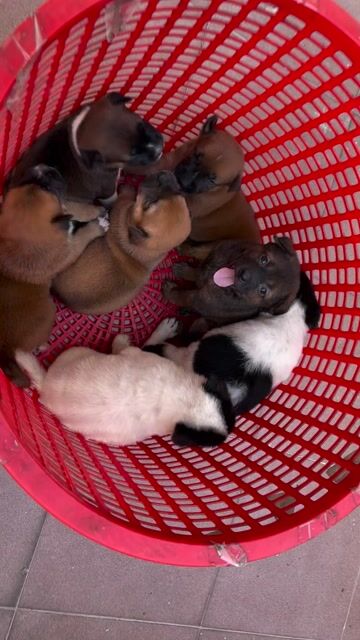 Chó con dễ thương. Mua bán Chó tại Quận 8 Tp Hồ Chí Minh được đăng bởi tân hình 1