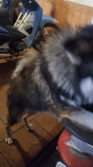 Chó Husky 20kg 2 tuổi. Mua bán Chó tại Quận Cầu Giấy Hà Nội được đăng bởi Phòng hình 1