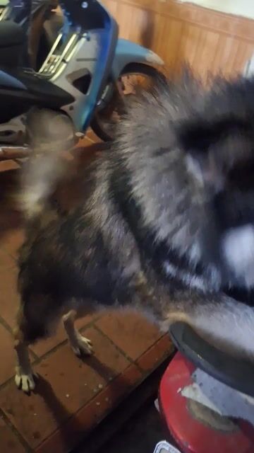 Chó Husky 20kg 2 tuổi. Mua bán Chó tại Quận Cầu Giấy Hà Nội được đăng bởi Phòng hình 1