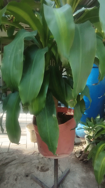 Cây phát tài. Mua bán Cây cảnh, đồ trang trí tại Huyện Cao Lãnh Đồng Tháp được đăng bởi Tân hình 1