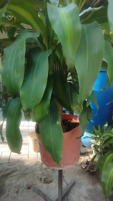 Cây phát tài. Mua bán Cây cảnh, đồ trang trí tại Huyện Cao Lãnh Đồng Tháp được đăng bởi Tân hình 1
