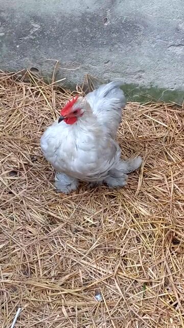 Gà trống cochin Trắng xám. Mua bán Gà tại Huyện An Phú An Giang được đăng bởi Nguyễn minh đức hình 1