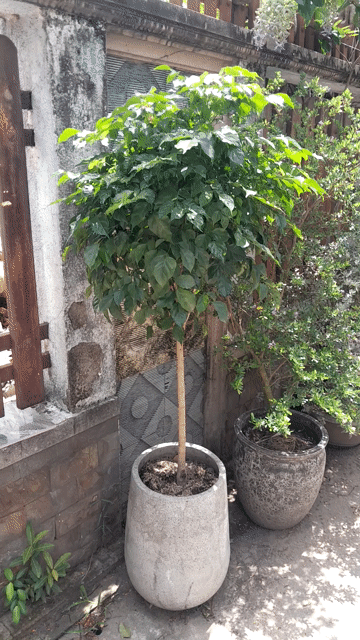 Cây hạnh phúc Xanh lá chậu Xi măng Khỏe mạnh. Mua bán Cây cảnh, đồ trang trí tại Huyện Nhà Bè Tp Hồ Chí Minh được đăng bởi Minh Nghiêm hình 1