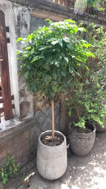 Cây hạnh phúc Xanh lá chậu Xi măng Khỏe mạnh. Mua bán Cây cảnh, đồ trang trí tại Huyện Nhà Bè Tp Hồ Chí Minh được đăng bởi Minh Nghiêm hình 1