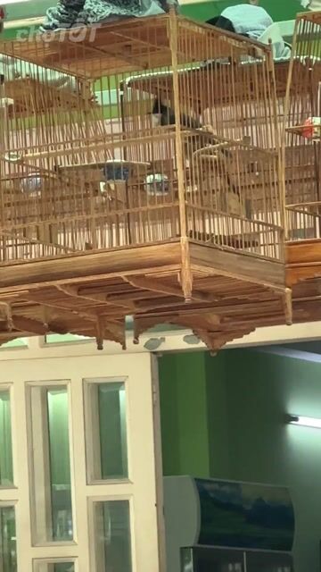 Chim chào mào bổi mùa đầu lông mới rất hung. Mua bán Chim tại Quận 8 Tp Hồ Chí Minh được đăng bởi Quang Từ vinh hình 1
