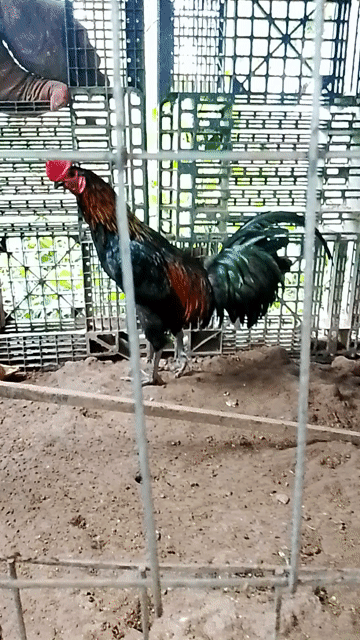 Gà Peru Mỹ tơ 2.2kg. Mua bán Gà tại Huyện Cái Bè Tiền Giang được đăng bởi Duy peru Mỹ  hình 1