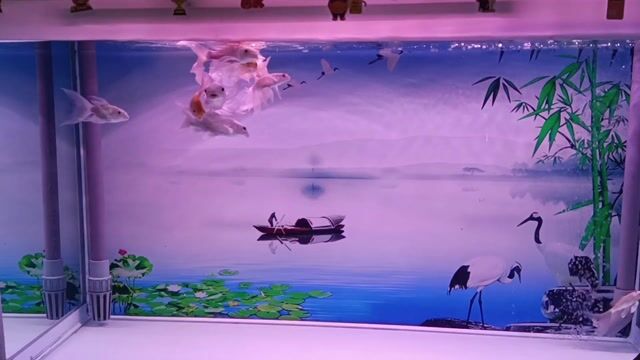 bán bể cá kèm cá chép phi tần. Mua bán Thú cưng khác tại Quận Bình Tân Tp Hồ Chí Minh được đăng bởi Xù Xù hình 1