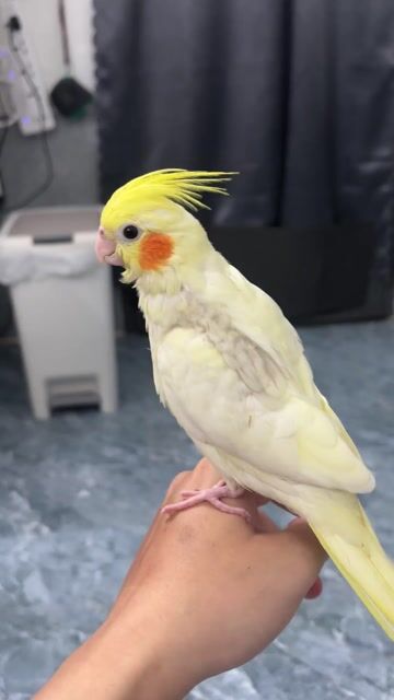 Chim Vẹt Cockatiel heavy. Mua bán Chim tại Quận Bình Thuỷ Cần Thơ được đăng bởi Long hình 1