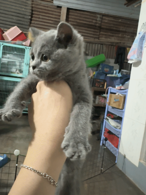 Mèo Anh lông ngắn Cái Xám. Mua bán Mèo tại Huyện Tân Phú Đồng Nai được đăng bởi Đặng Gia Bảo hình 1