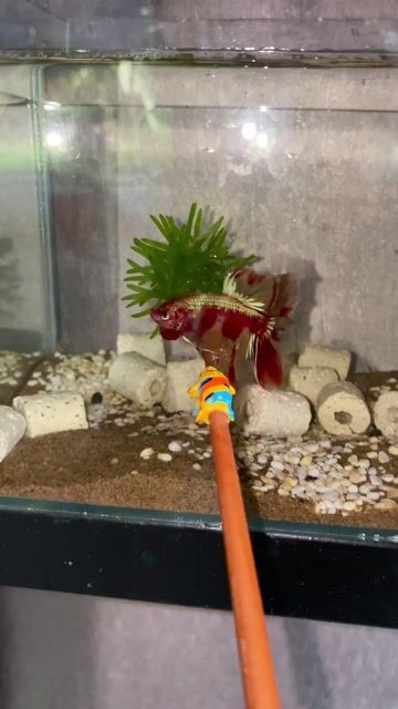 Cá Betta Đa sắc Khỏe mạnh. Mua bán Thú cưng khác tại Quận Bình Tân Tp Hồ Chí Minh được đăng bởi Nghĩa Bán Cá hình 1