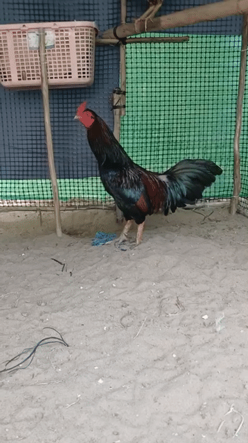 Gà Đá Lấu Cản Mái Chân Vuông 3k2. Mua bán Gà tại Huyện Trà Ôn Vĩnh Long được đăng bởi Lợi Gà Nòi Mỹ Thạnh  hình 1