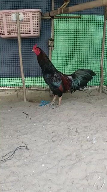 Gà Đá Lấu Cản Mái Chân Vuông 3k2. Mua bán Gà tại Huyện Trà Ôn Vĩnh Long được đăng bởi Lợi Gà Nòi Mỹ Thạnh  hình 1