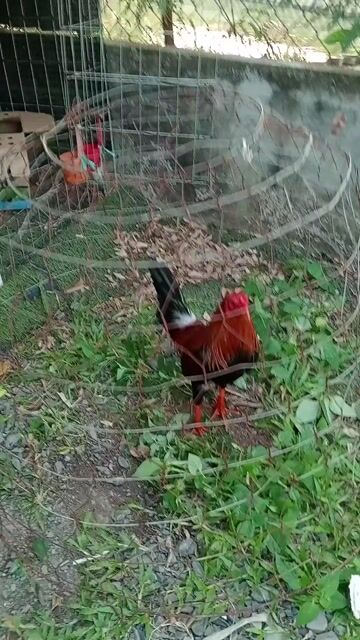 Gà trống Đỏ Đen Xanh. Mua bán Gà tại Thành phố Thủ Đức Tp Hồ Chí Minh được đăng bởi Vũ Gà Tre hình 1