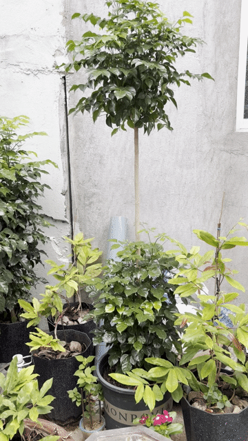 CÂY HẠNH PHÚC 1.5 - 1.7m (250K/cây). Mua bán Cây cảnh, đồ trang trí tại Thành phố Thủ Đức Tp Hồ Chí Minh được đăng bởi Võ Thành Công hình 1