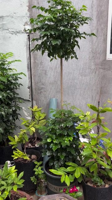CÂY HẠNH PHÚC 1.5 - 1.7m (250K/cây). Mua bán Cây cảnh, đồ trang trí tại Thành phố Thủ Đức Tp Hồ Chí Minh được đăng bởi Võ Thành Công hình 1