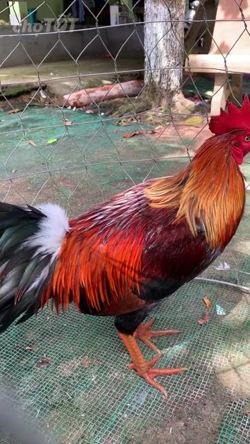điều xanh 3k1. Mua bán Gà tại Thành phố Sa Đéc Đồng Tháp được đăng bởi trại gà SaĐéc kết nối đam mê hình 1
