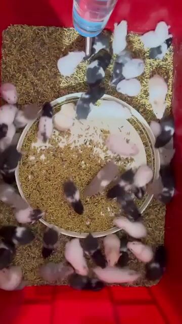 Chuột Hamster Đực Cái Nhiều màu. Mua bán Thú cưng khác tại Huyện Củ Chi Tp Hồ Chí Minh được đăng bởi Nguyễn Vĩnh hình 1
