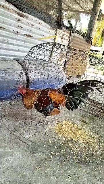 Thanh lý 3kg1. Mua bán Gà tại Thành phố Rạch Giá Kiên Giang được đăng bởi Hoàng Phương hình 1