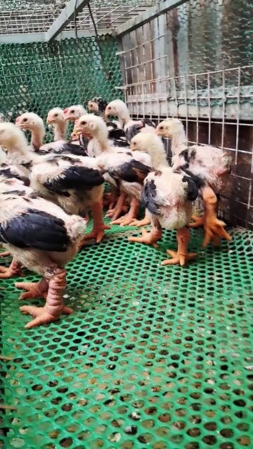 Gà giống 7-8 lạng đã tiêm đầy đủ. Mua bán Gà tại Thành phố Thủ Đức Tp Hồ Chí Minh được đăng bởi chuyên cung cấp gà đông tảo thuần chủng  hình 1