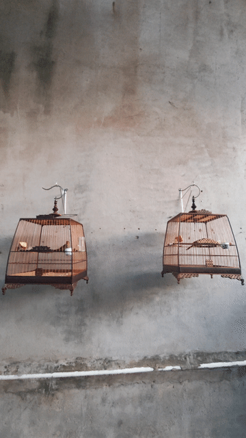 Chim hoạch thơm Mã Đà 2 tháng lồng. Mua bán Chim tại Thị xã Tân Uyên Bình Dương được đăng bởi Hưng hình 1