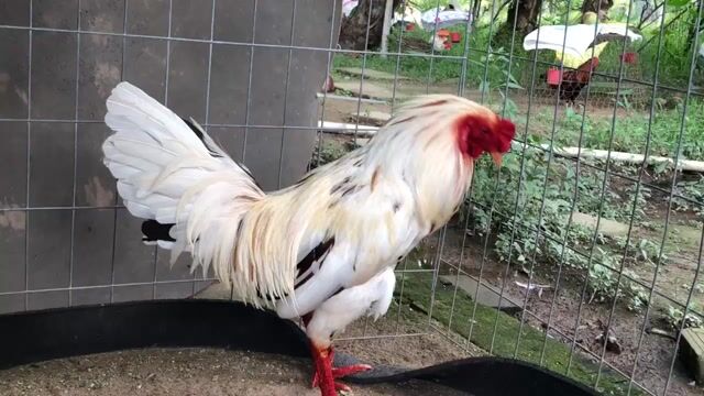 bướm mùa lỡ 3k2. Mua bán Gà tại Huyện Châu Thành Bến Tre được đăng bởi văn tài  hình 1