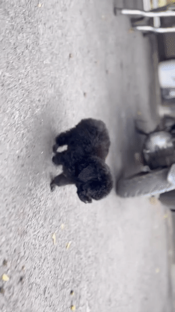 Chó Poodle Đen đã tiêm phòng. Mua bán Chó tại Quận 6 Tp Hồ Chí Minh được đăng bởi Thomnguyen hình 1