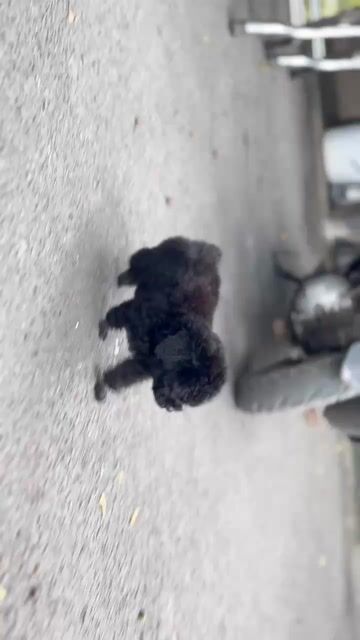 Chó Poodle Đen đã tiêm phòng. Mua bán Chó tại Quận 6 Tp Hồ Chí Minh được đăng bởi Thomnguyen hình 1