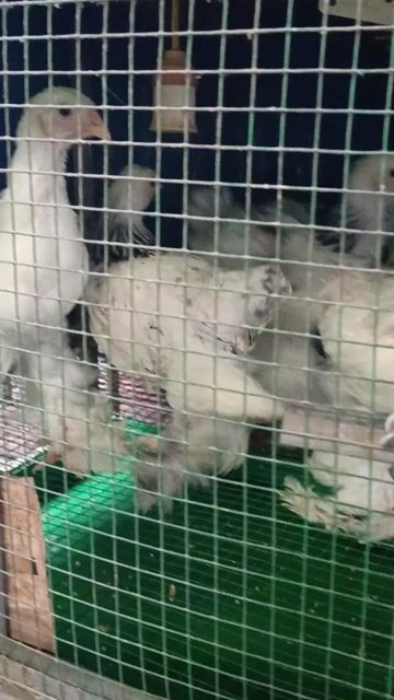 Gà Kỳ Lân Trắng đen 1-3 tháng. Mua bán Gà tại Thị xã Tân Uyên Bình Dương được đăng bởi Minh Hieu hình 1