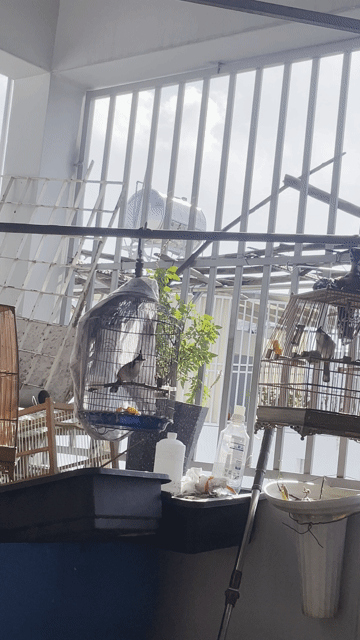 Chim chào mào trống bẩy được. Mua bán Chim tại Quận Gò Vấp Tp Hồ Chí Minh được đăng bởi hoàng hình 1
