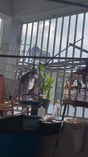 Chim chào mào trống bẩy được. Mua bán Chim tại Quận Gò Vấp Tp Hồ Chí Minh được đăng bởi hoàng hình 1