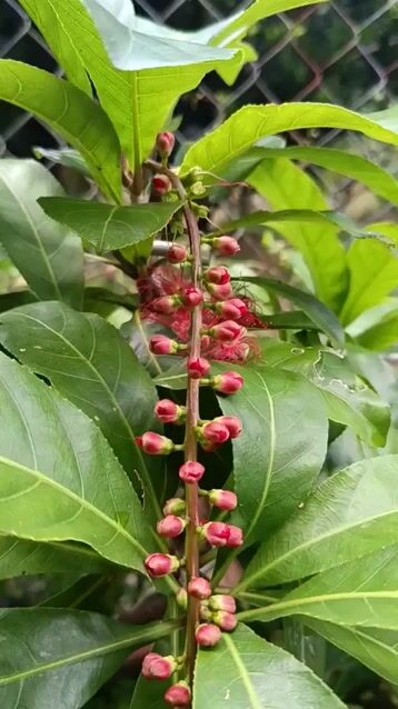 lộc vừng ghép siu bông lùn lực. Mua bán Cây cảnh, đồ trang trí tại Huyện Cai Lậy Tiền Giang được đăng bởi giao lưu cây cảnh  hình 1