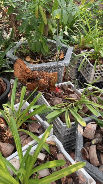 Gà kiểng vảy cá vàng đồng 5 tháng. Mua bán Gà tại Huyện Hóc Môn Tp Hồ Chí Minh được đăng bởi Phước Tài Quý hình 1