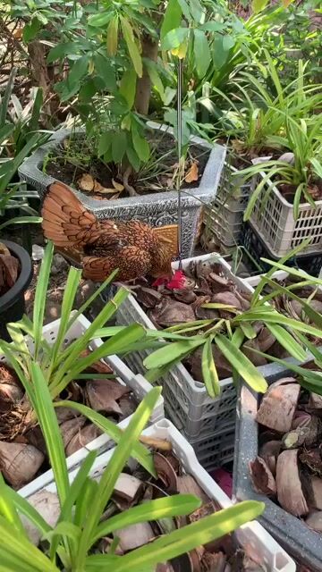 Gà kiểng vảy cá vàng đồng 5 tháng. Mua bán Gà tại Huyện Hóc Môn Tp Hồ Chí Minh được đăng bởi Phước Tài Quý hình 1