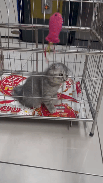 Mèo Scottish Fold Xám. Mua bán Mèo tại Huyện Thường Tín Hà Nội được đăng bởi Tùng Lâm Nguyễn hình 1