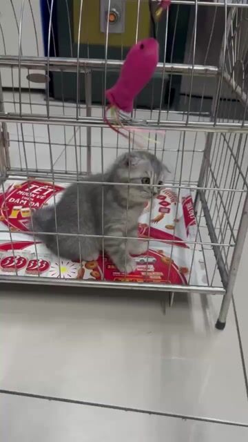 Mèo Scottish Fold Xám. Mua bán Mèo tại Huyện Thường Tín Hà Nội được đăng bởi Tùng Lâm Nguyễn hình 1